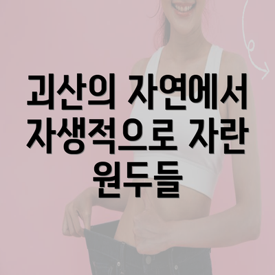 괴산의 자연에서 자생적으로 자란 원두들